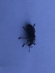 Polydrusus pilosus