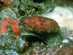 Erronea cylindrica