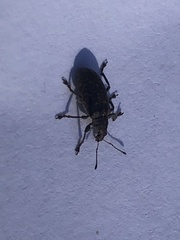 Polydrusus pilosus