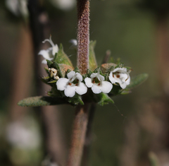 Thymus zygis gracilis