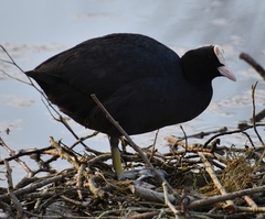Fulica atra