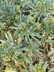 Tournefortia gnaphalodes