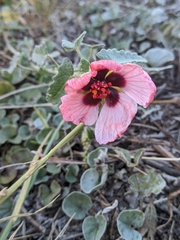 Pavonia revoluta