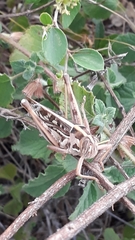 Cyrtacanthacris tatarica