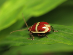 Asphaera discicollis