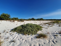 Tournefortia gnaphalodes