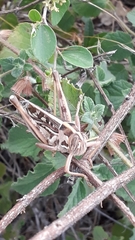 Cyrtacanthacris tatarica