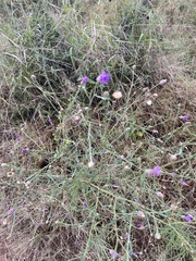 Parapolydora fastigiata