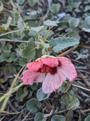 Pavonia revoluta