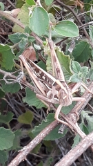 Cyrtacanthacris tatarica