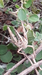 Cyrtacanthacris tatarica