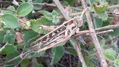 Cyrtacanthacris tatarica