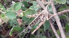 Cyrtacanthacris tatarica