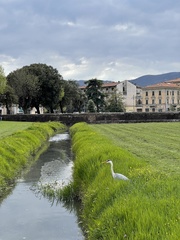 Ardea cinerea