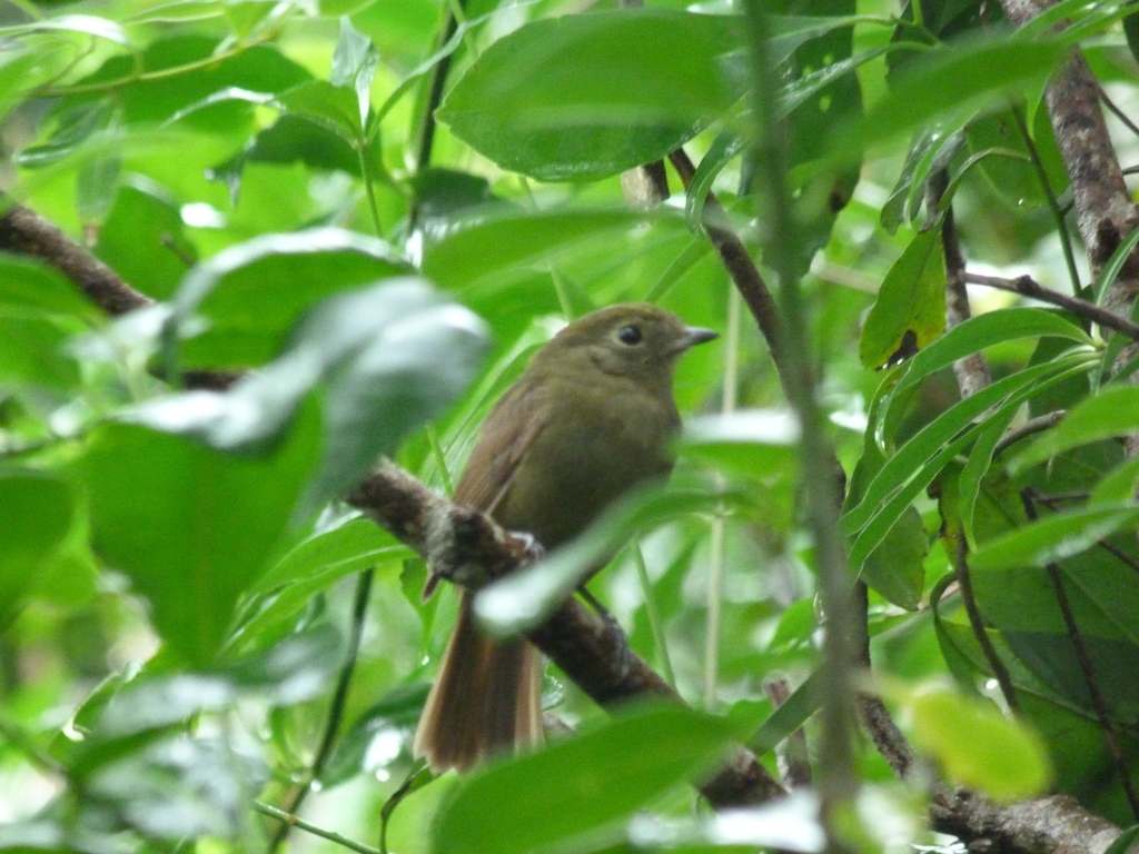 Greenish Schiffornis