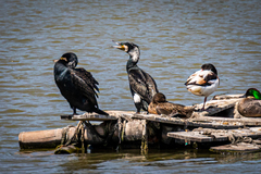 Phalacrocorax carbo hanedae