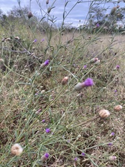 Parapolydora fastigiata