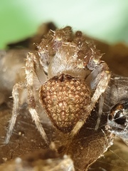 Neoscona punctigera