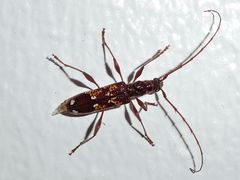 Coptocercus biguttatus