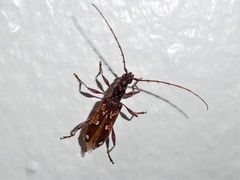 Coptocercus biguttatus