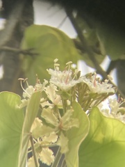 Phanera vahlii, photograph John Kenrick Gibson, CC0, iNaturalist via GBIF