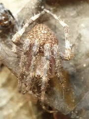 Neoscona punctigera
