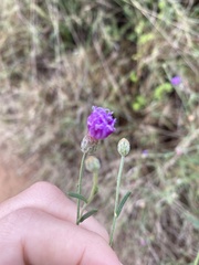 Parapolydora fastigiata