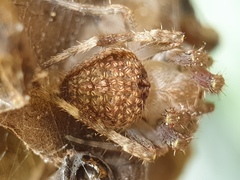 Neoscona punctigera