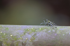 Chlorophorus signaticollis