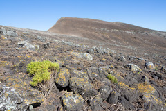 Chenopodium sancti-ambrosii