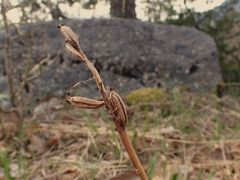 Orchis pallens