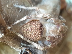 Neoscona punctigera