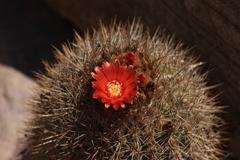 Parodia stuemeri