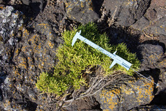 Chenopodium sancti-ambrosii