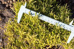 Chenopodium sancti-ambrosii