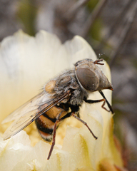Copestylum longirostre