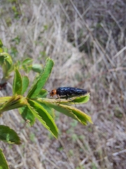 Acantholyda erythrocephala