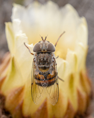 Copestylum longirostre