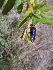 Acantholyda erythrocephala