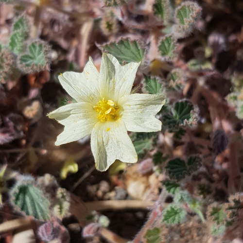 Monsonia parvifolia image