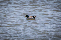 Anas platyrhynchos platyrhynchos