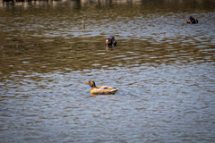 Anas platyrhynchos platyrhynchos