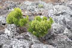 Chenopodium sancti-ambrosii