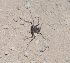 Phrynus operculatus