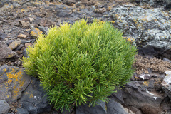 Chenopodium sancti-ambrosii
