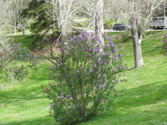 Syringa vulgaris