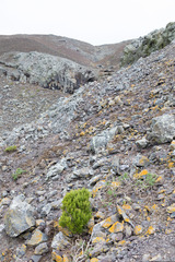 Chenopodium sancti-ambrosii