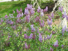 Syringa vulgaris