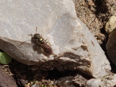 Halictus tumulorum
