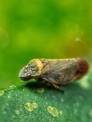Eoscarta roseinervis